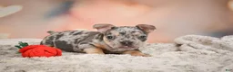 French Bulldog dogs for sale: Abby - Ad 7