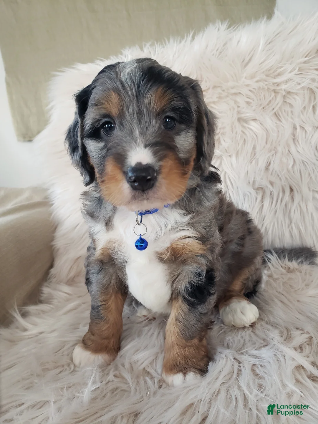 Mini Bernedoodle dogs for sale: Riley - Ad 6