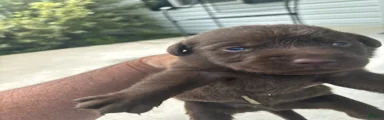 Snickers