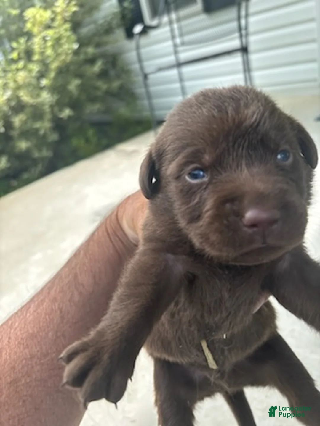 Labrador Retriever dogs for sale: Snickers - Ad 1