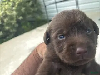 Labrador Retriever dogs Snickers - Ad 16
