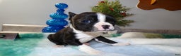 Boston Terrier dogs for sale: Boston Terrier Puppy 2 Darla - Ad 3