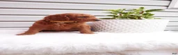 Goldendoodle dogs for sale: Rubble - Ad 9