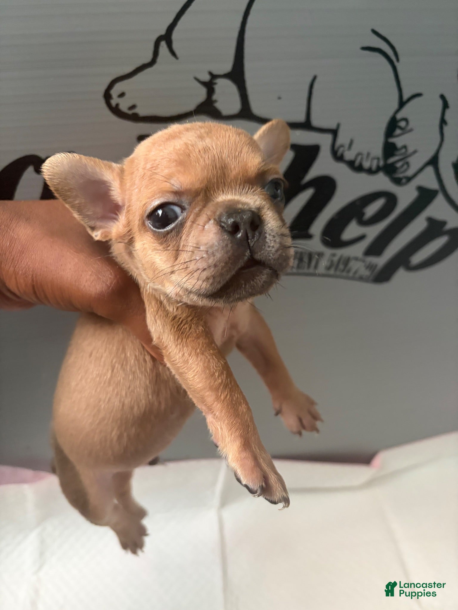 French Bulldog dogs French Bulldog 5 - Ad 13