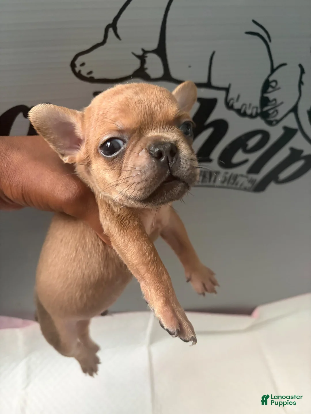 French Bulldog dogs for sale: French Bulldog 5 - Ad 1