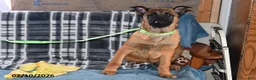 Belgian Malinois dogs for sale: Diesel - Ad 10