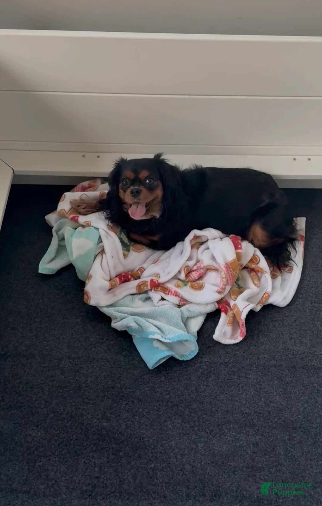 Cavalier King Charles Spaniel dogs for sale: Willow - Ad 3