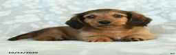 Miniature Dachshund dogs for sale: Paddington - Ad 4