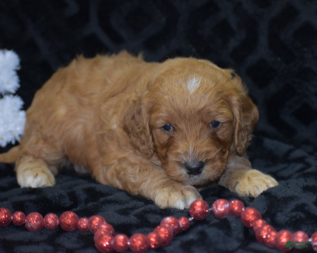 Mini Goldendoodle dogs for sale: Gregy - Ad 9