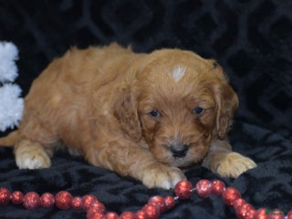 Mini Goldendoodle dogs Gregy - Ad 15