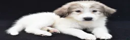 Great Pyrenees dogs for sale: Marie - Ad 4