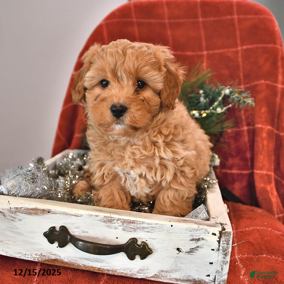 Shihpoo dogs for sale: Snickerdoodle - Ad 1