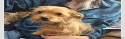 Chorkie dogs for sale: Blackie - Ad 9