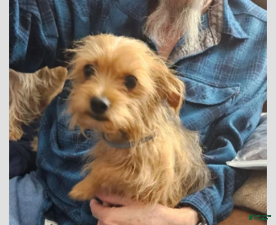 Chorkie dogs for sale: Blackie - Ad 9