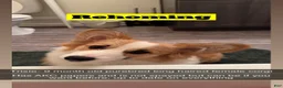 Welsh Corgi Pembroke dogs for sale: Welsh Corgi Pembroke Puppy 1 - Ad 30