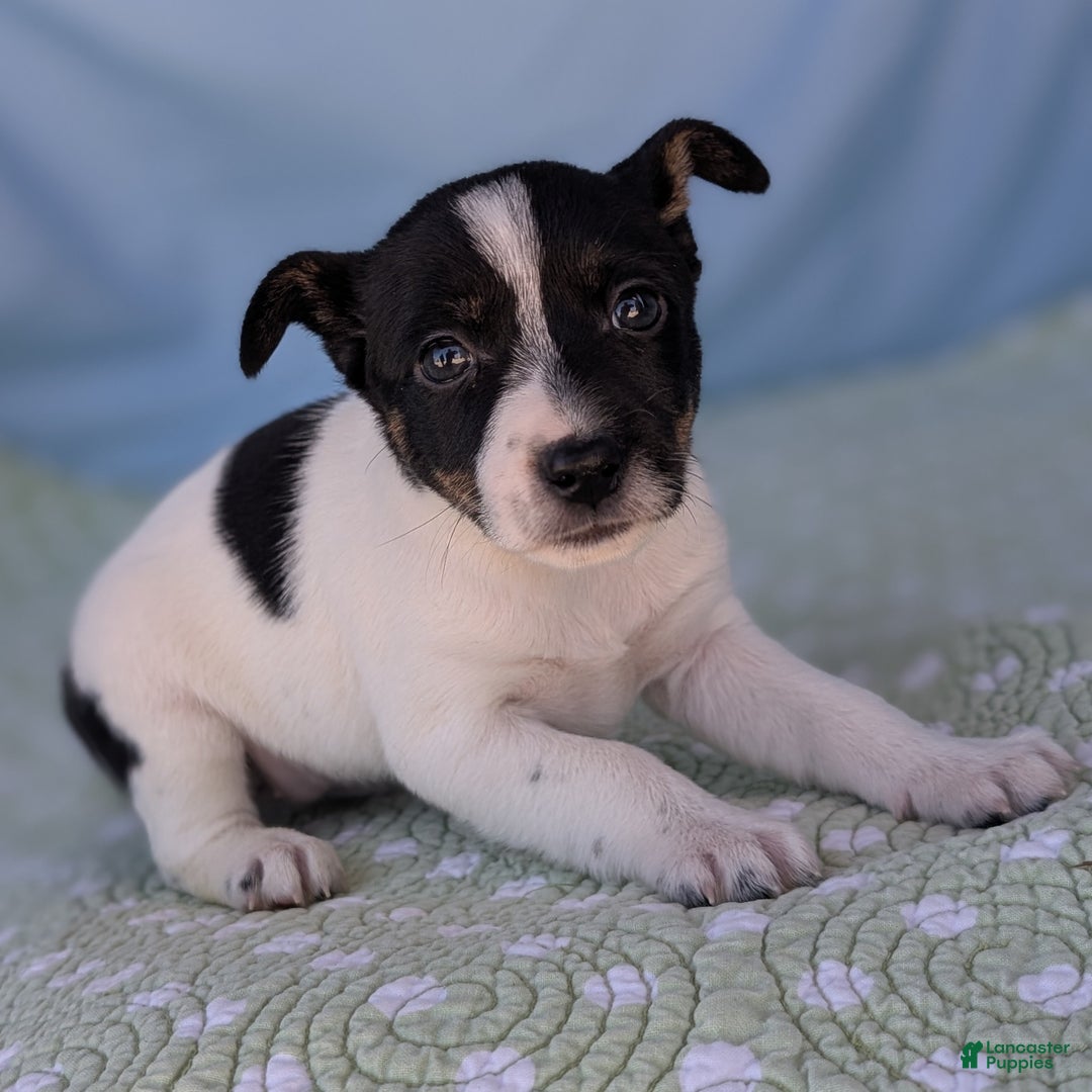 Rat Terrier dogs for sale: Poppy - Ad 8