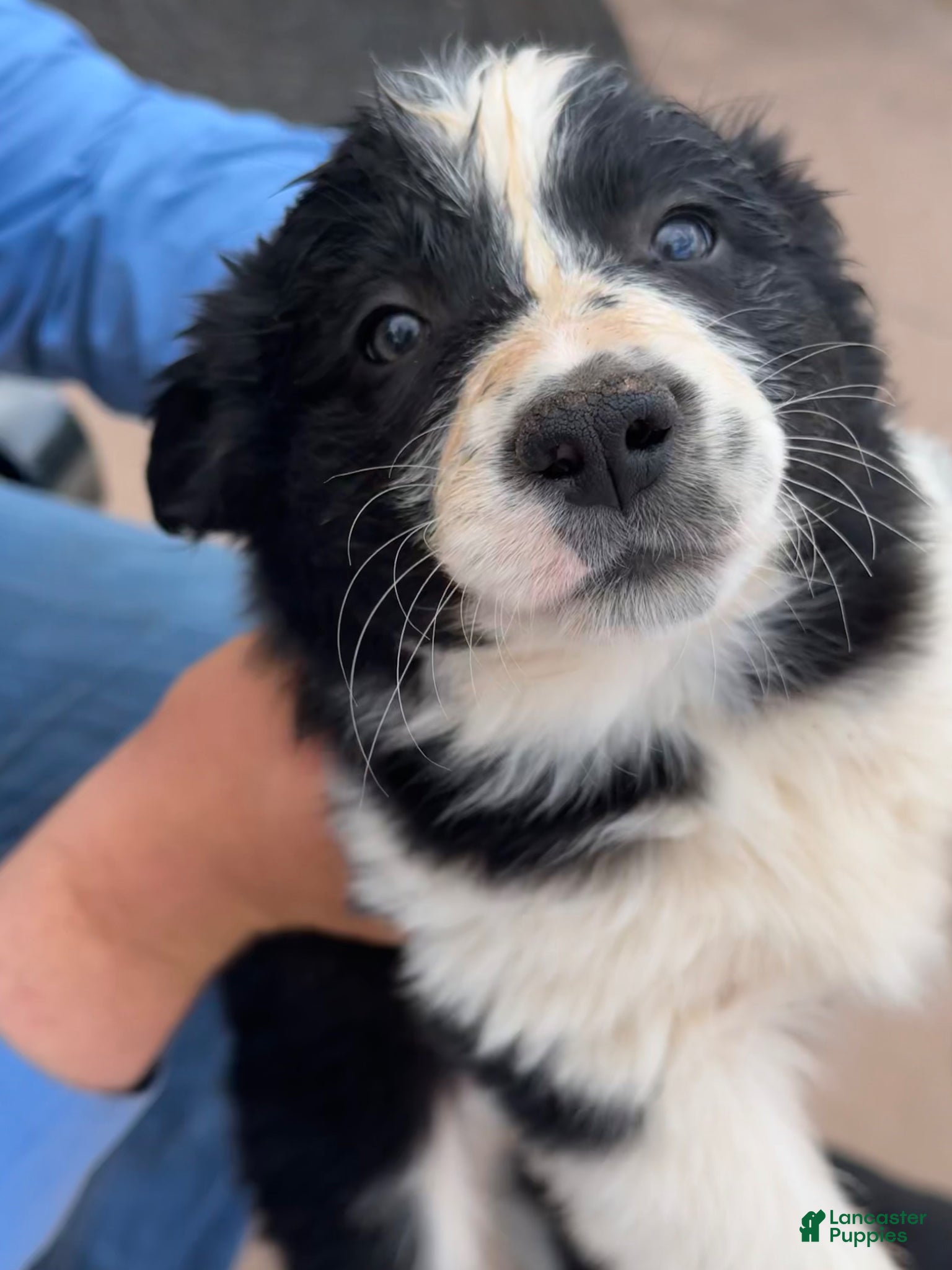 Mixed Breed dogs Mixed Breed Puppy 4 - Ad 14