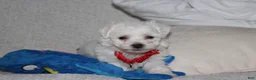 Bichon Frise dogs for sale: ❤️Jojo❤️ - Ad 7