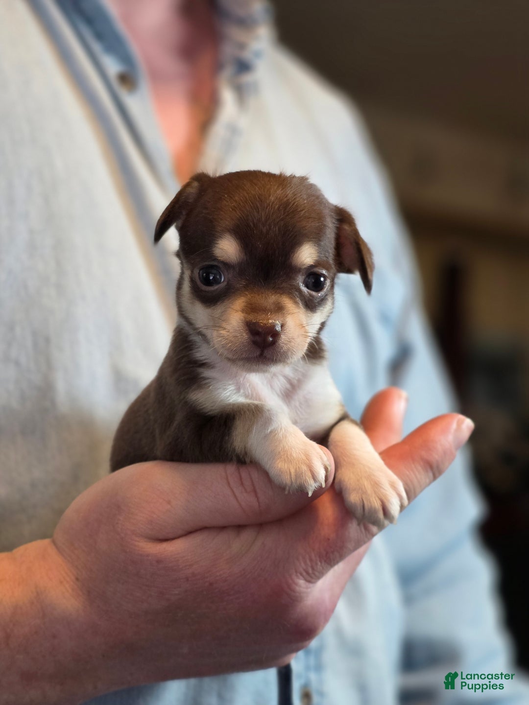 Chihuahua dogs for sale: Dark Choco Nugget - Ad 2