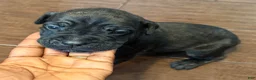 Cane Corso dogs for sale: Cane Corso Puppy 3 - Ad 4