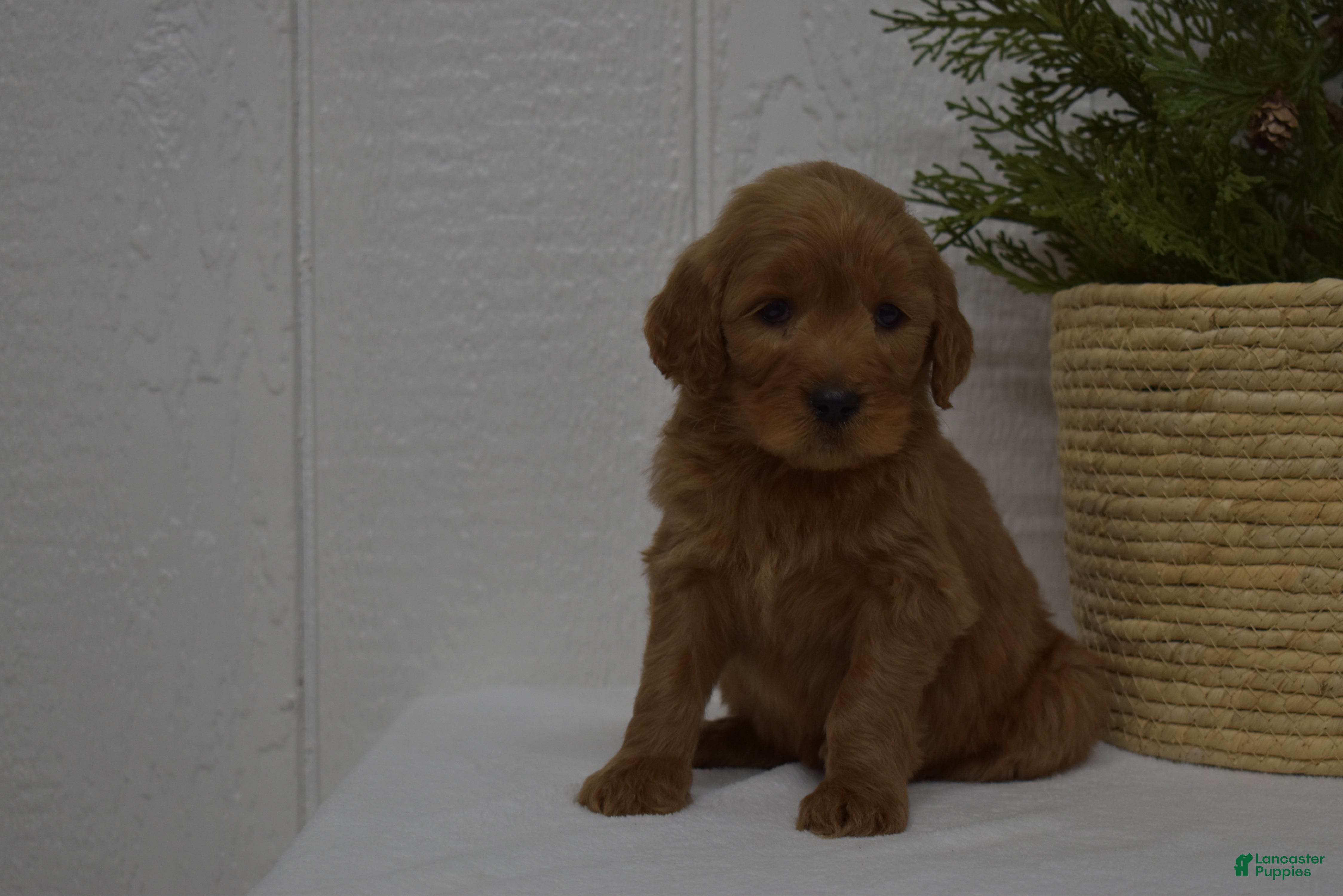 Goldendoodle dogs Bella - Ad 27