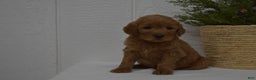 Goldendoodle dogs for sale: Bella - Ad 1