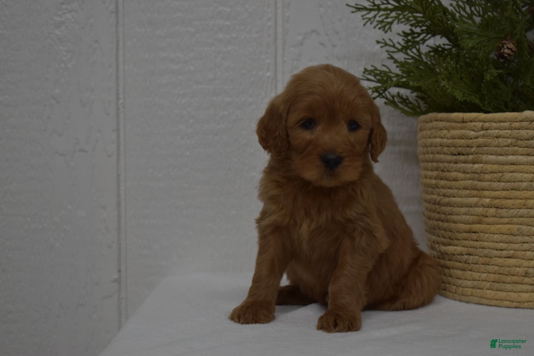 Goldendoodle dogs for sale: Bella - Ad 1