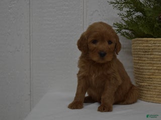 Goldendoodle dogs for sale: Bella - Ad 3