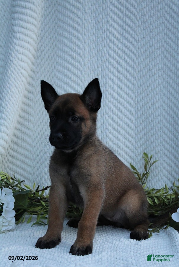 Belgian Malinois dogs Zara - Ad 2