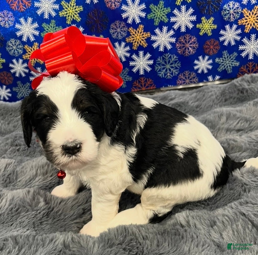 Bernedoodle dogs for sale: Ryker - Ad 1