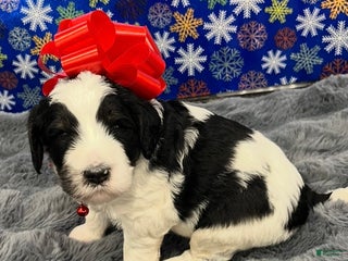 Bernedoodle dogs Ryker - Ad 4