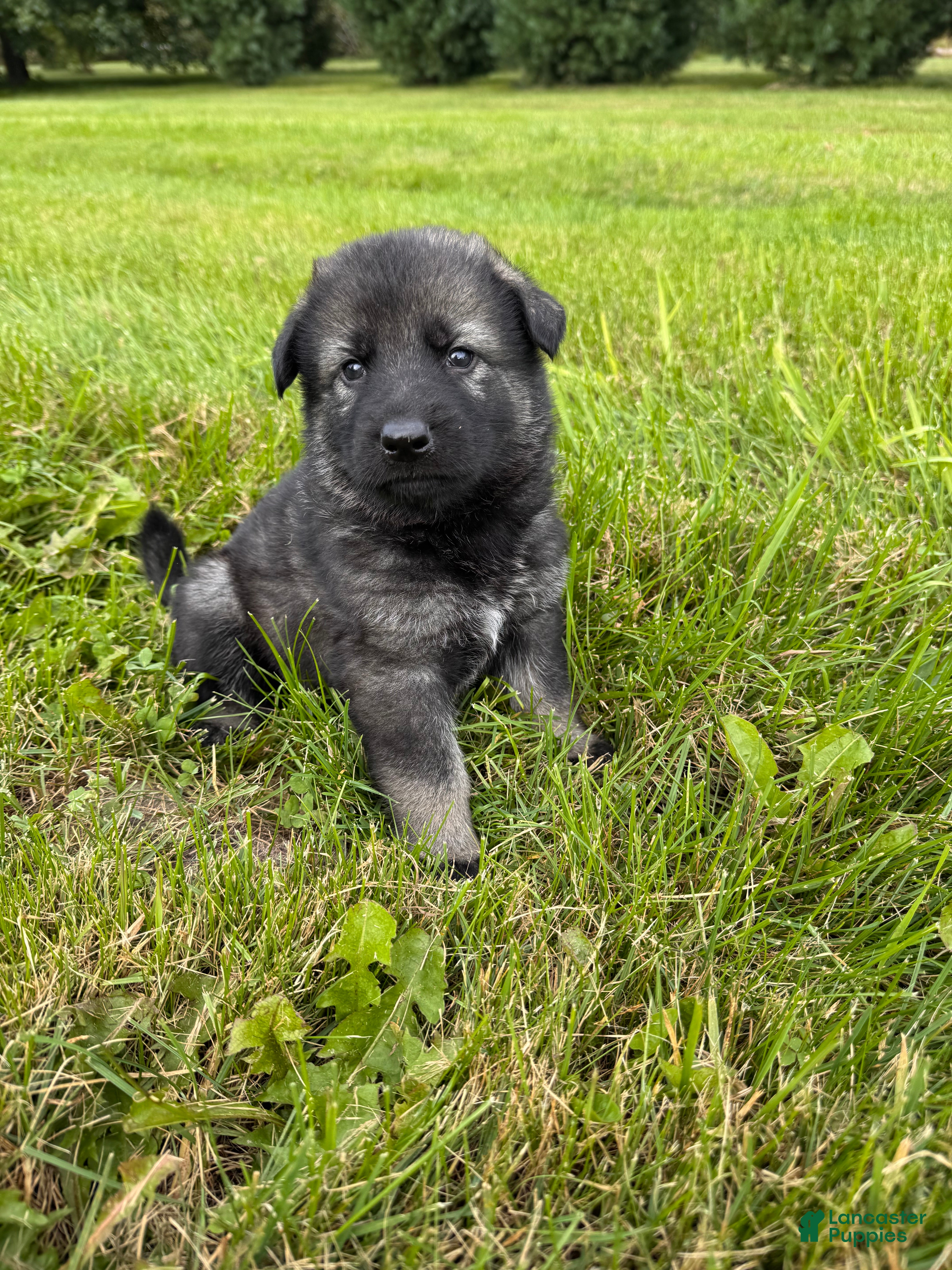 German Shepherd dogs Darker Sable Boy - Ad 35