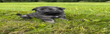 Darker Sable Boy