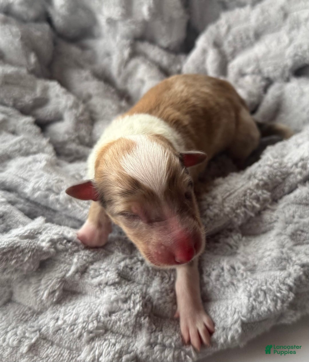 Collie dogs for sale: Poet - Ad 3