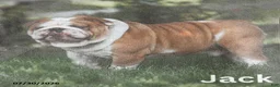 English Bulldog dogs for sale: Tessie - Ad 7