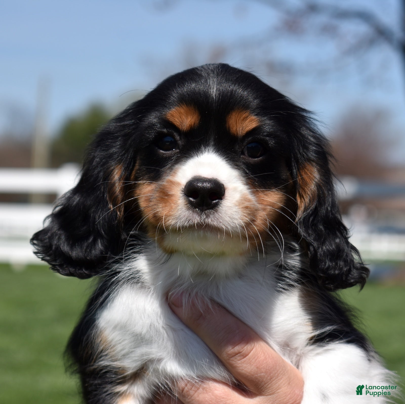 Cavalier King Charles Spaniel dogs Timber  - Ad 2