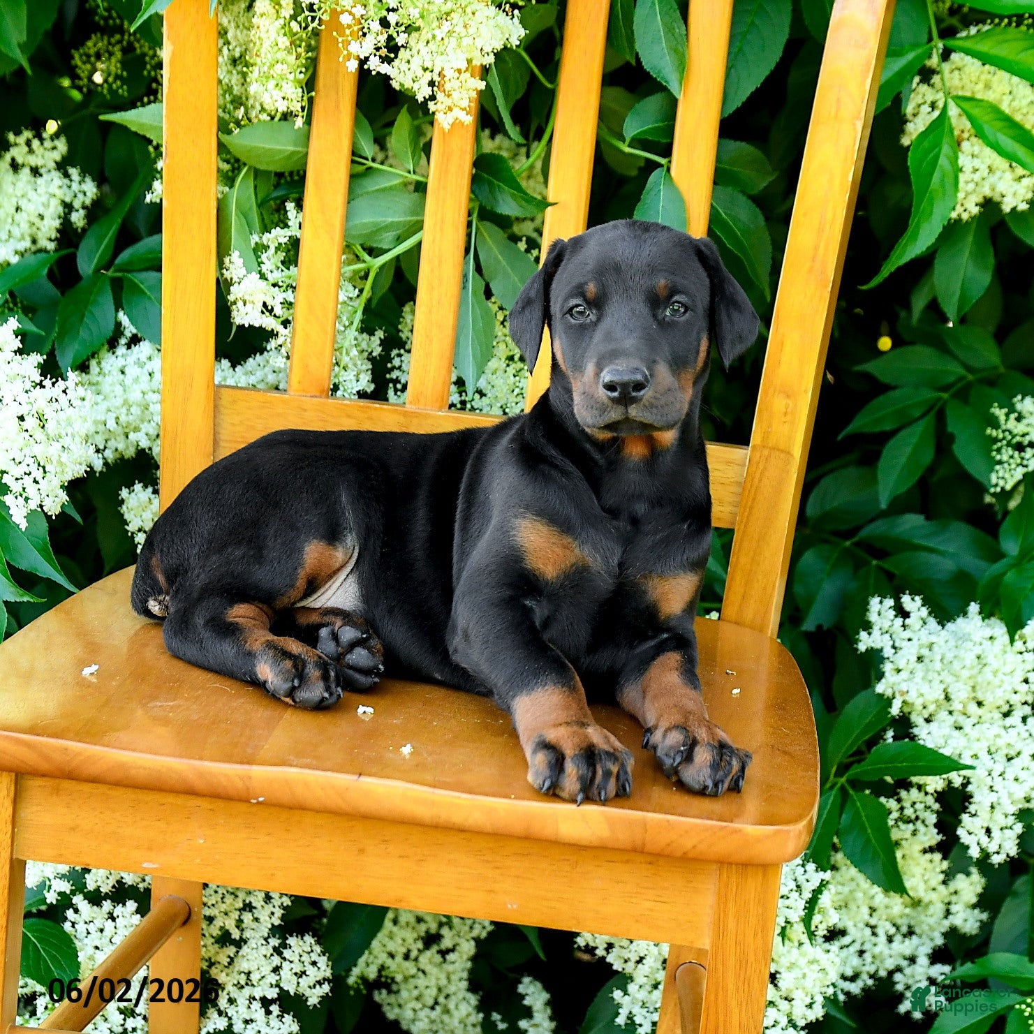 Doberman Pinscher dogs for sale: Layla - Ad 2