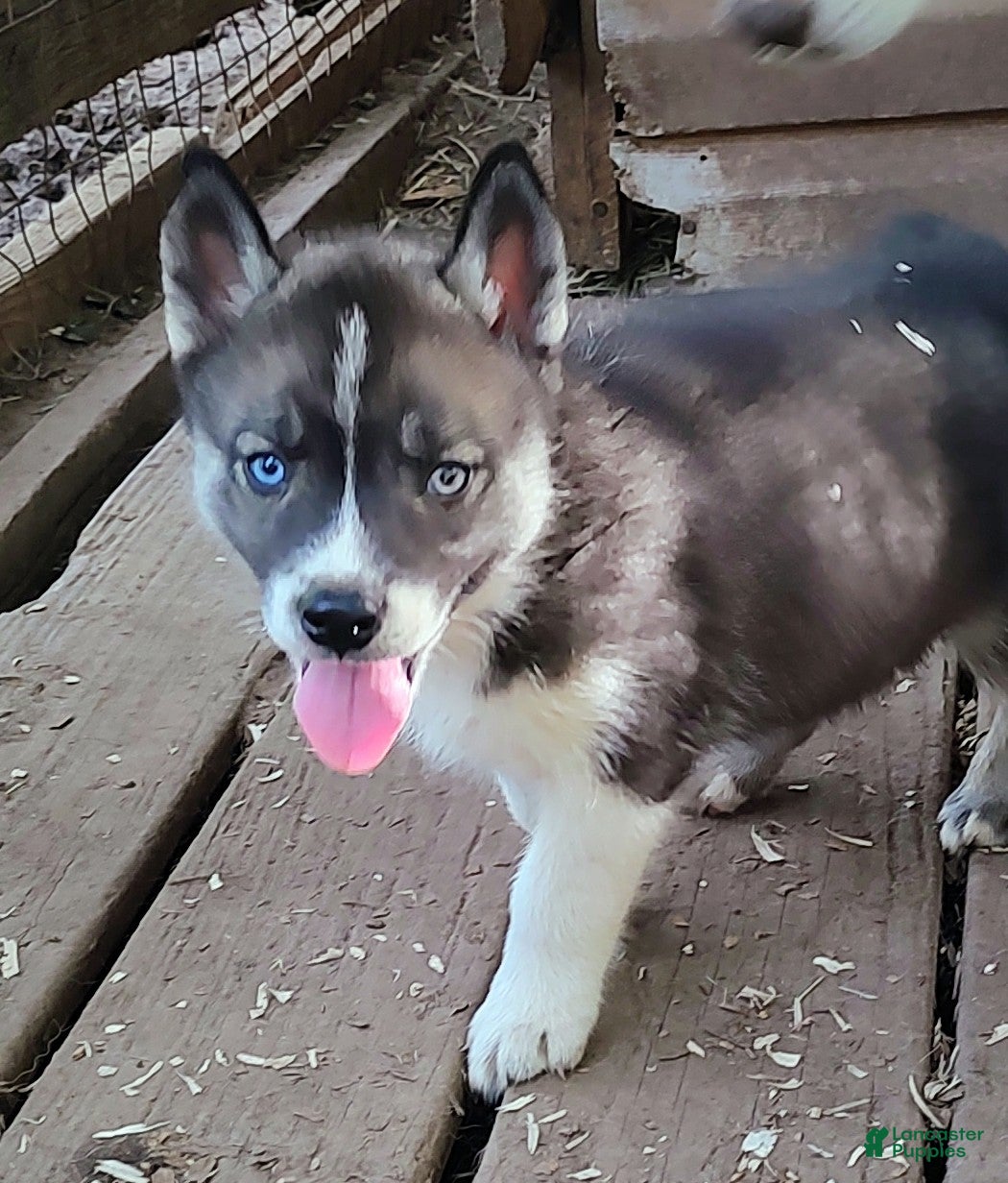 Siberian Husky dogs Sonya's male 3 - Ad 40