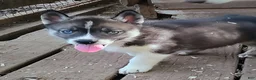 Siberian Husky dogs for sale: Sonya's male 3 - Ad 1