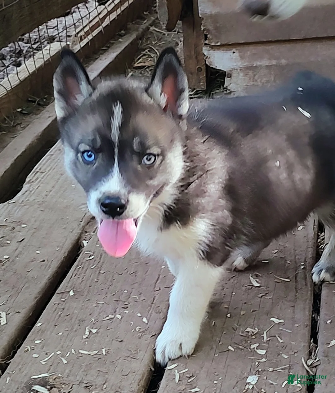 Siberian Husky dogs for sale: Sonya's male 3 - Ad 1
