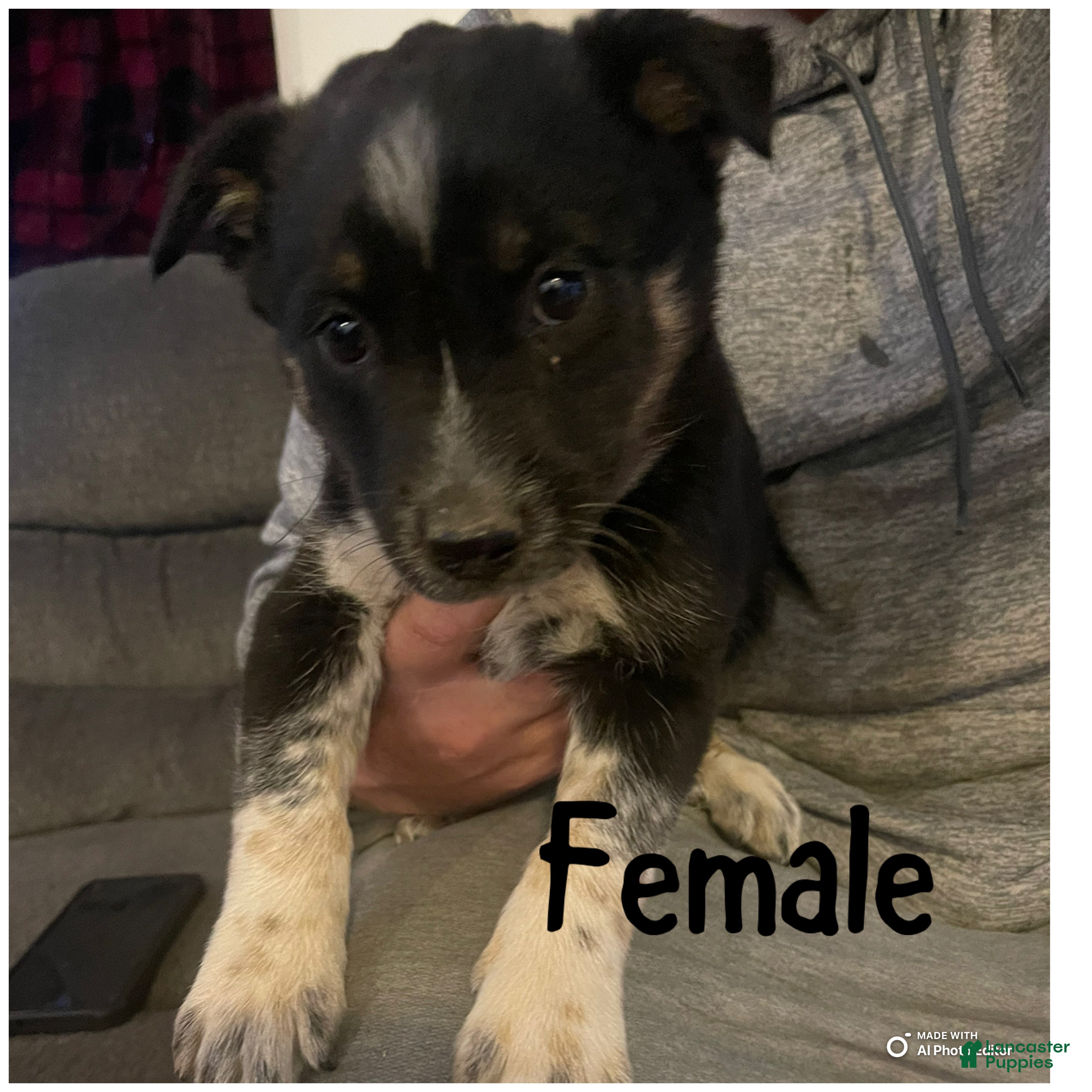 Mixed Breed dogs for sale: Mixed Breed Puppy 5 - Ad 2