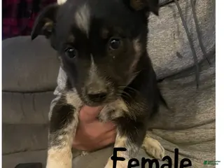 Mixed Breed dogs for sale: Mixed Breed Puppy 5 - Ad 2