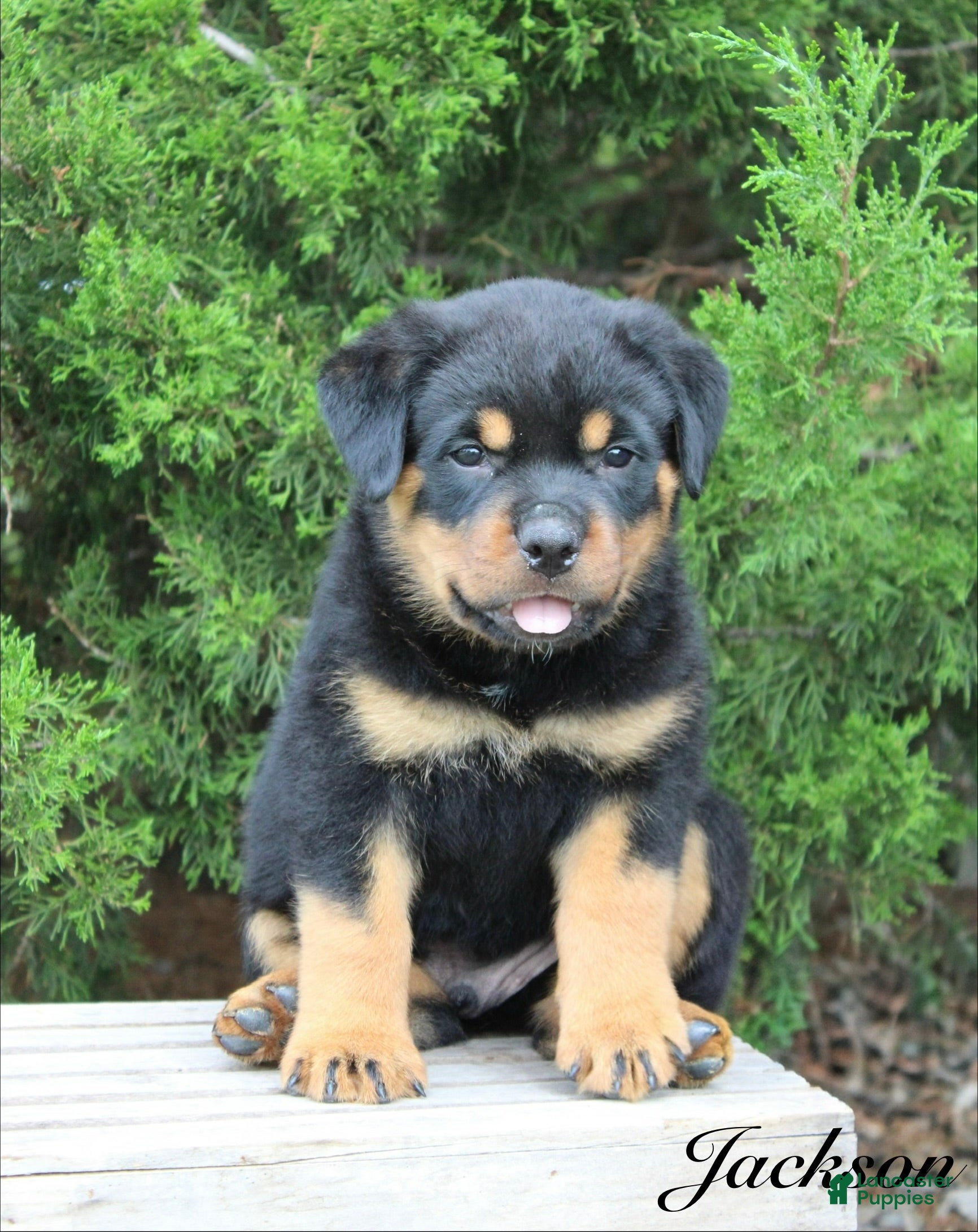 Rottweiler dogs Jackson - Ad 1