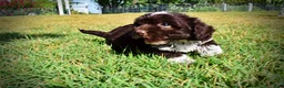 Havapoo dogs for sale: Jackson-LABOR DAY SALE-TAKE $100 OFF!!! - Ad 20