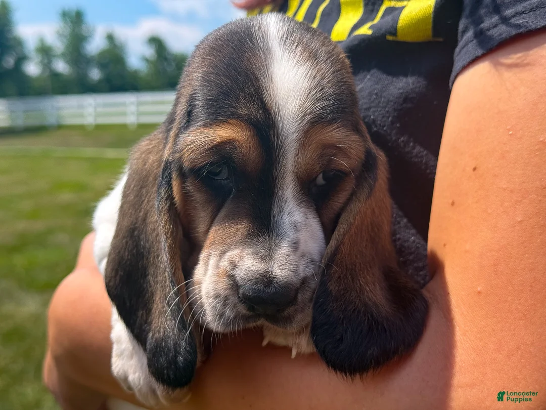 Basset Hound dogs for sale: Snoopy - Ad 1