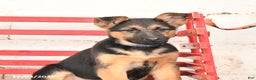 German Shepherd dogs for sale: Willow - Ad 7