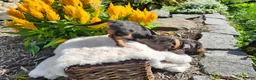 Miniature Dachshund dogs for sale: Remy  - Ad 20