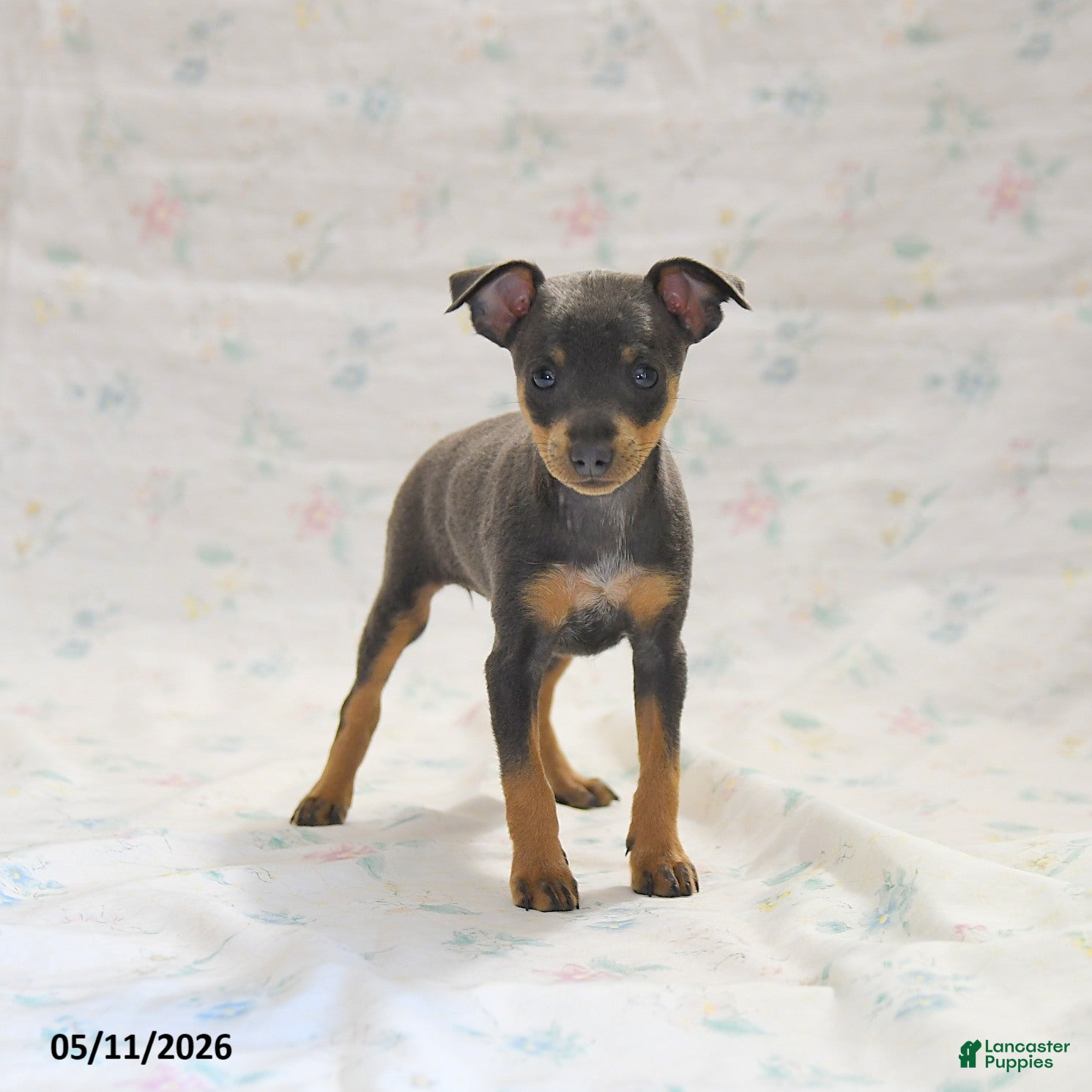 Miniature Pinscher dogs Doretta - Ad 2