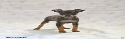 Miniature Pinscher dogs for sale: Doretta - Ad 2