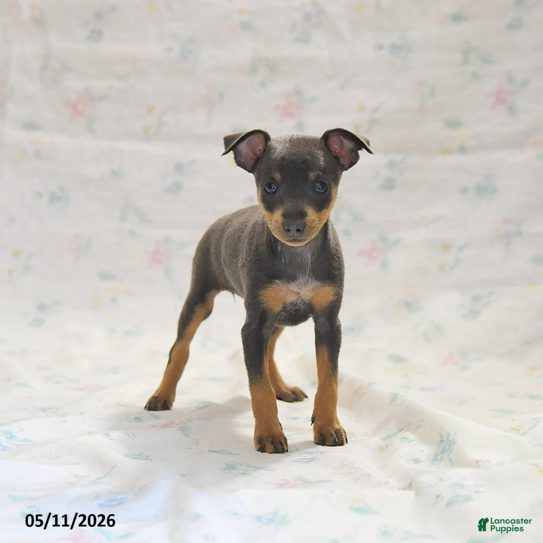 Miniature Pinscher dogs for sale: Doretta - Ad 2